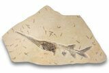 Museum Quality Paddlefish Fossil (Crossopholis) - Wyoming #254199-1